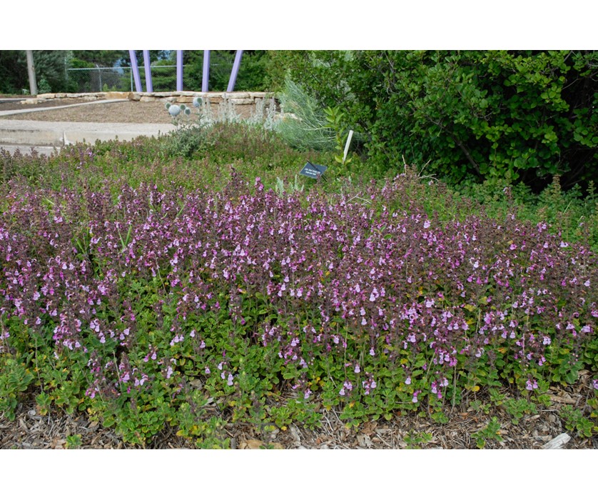 Canada Germander